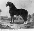 Lincolnshire Black horse used for cart horses 